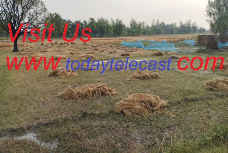 उत्तर प्रदेश में अचानक बारिश और ओलावृष्टि ने की किसानों की फसलें  बर्बाद